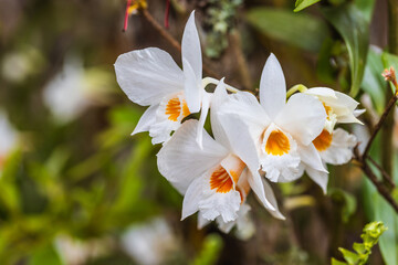Fototapeta premium Dendrobium scabrilingue Lindl, Beautiful rare wild orchids in tropical forest of Thailand.