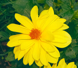 Arnica montana yellow on foliage background. European flowering plant used in herbal medicine. Postcard theme