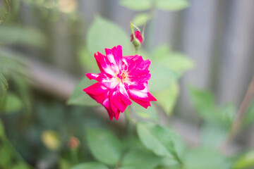 Rose flower tree and green background