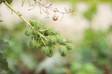 Small oil-bearing fruit and blurred background