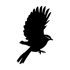 Silhouettes  birds design