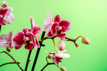 Fototapeta premium Variegated orchid on green background. Purple orchid. Space for text. Exotic plants