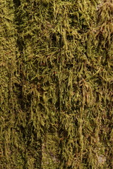 Tree Moss Green Foliage Nature Texture Background