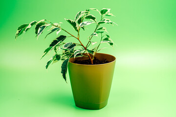Houseplants. Ficus benjamina on a green background