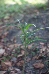 A small tree and blur background