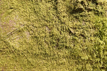 Tree Moss Green Foliage Nature Texture Background