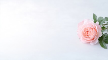 Fototapeta premium Pink Rose with Green Stem Minimalist Style High-Resolution Soft Lighting Horizontal Close-up View Delicate Petals Resting White Background Soft Pastel Tones Ideal for Greeting Cards