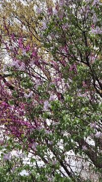Blossomed colorful trees in spring