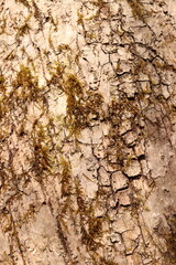 Mossy Tree Bark Natural Texture Background Green Foliage
