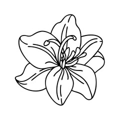 amaryllis flower icon, amaryllis flower vector illustration-simple illustration of amaryllis flower, perfect for amaryllis flower logos and icons