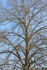 Tree in spring, still bare, but starting to grow again. Blue sky background. Vertical shot.