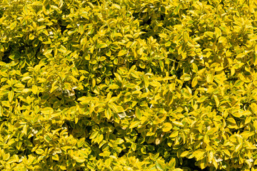 Bush with yellow green foliage starting to grow in spring. Beautiful background in fresh colors.