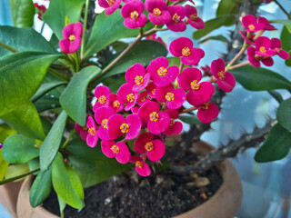 Pink crown of thorns flowers blooming in brown clay pot with green leaves and sharp thorny stem in...