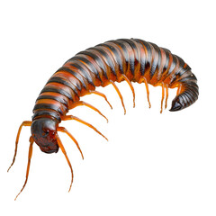 Vibrant Glossy Millipede on White Background with Detailed Segments