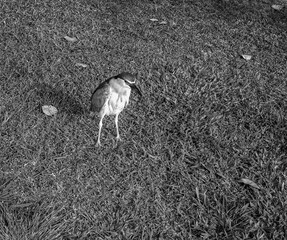 Young Grey Heron Standing on Dark Grass.