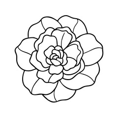 begonia flower icon, begonia flower vector illustration-simple illustration of begonia flower, perfect for begonia flower logos and icons