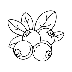 bilberry icon, bilberry vector illustration-simple illustration of bilberry, perfect for bilberry logos and icons