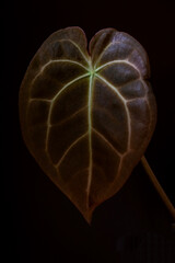Obraz premium Anthurium Clarinervium young leaf. Hybrid, tropical plant family Araceae. Favorite hobby. Vertical. Selective focus.