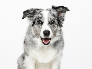 Young adult blue merle Border Collie sitting up, looking towards camera, panting, isolated on white