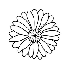calendula flower icon, calendula flower vector illustration-simple illustration of calendula flower, perfect for calendula flower logos and icons