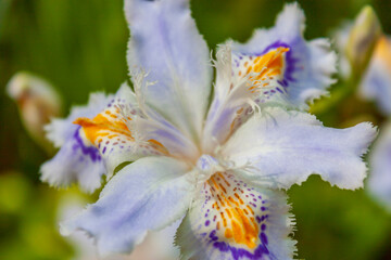 Iris japonica, also called fringed iris or butterfly flower, is a plant widespread mainly in China and Japan  with pale blue, lavender or white flowers with an orange or yellow crest.