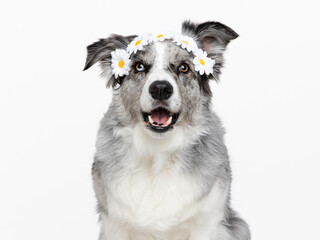 Head shot of an attentive blue merle Border Collie with flower ribbon, sitting up, looking towards camera, isolated on white