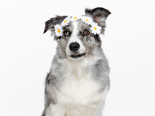 Head shot of an attentive blue merle Border Collie with flower ribbon, sitting up, looking towards camera, isolated on white