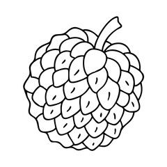 custard apple icon, custard apple vector illustration-simple illustration of custard apple, perfect for custard apple logos and icons