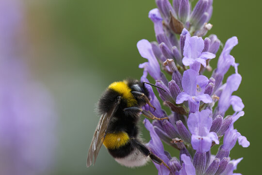 close up bumblebee from the side, eye of a bumblebee, bumblebee on lavender flower, close-up of bee surrounded by lilac flowers, insect on lavender flower - Powered by Adobe