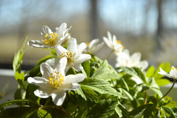 Obraz premium A cluster of pure white wood anemone flowers thrive in the gentle sunlight, nature's beauty.