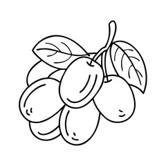 jujube fruit icon, jujube fruit vector illustration-simple illustration of jujube fruit, perfect for jujube fruit logos and icons