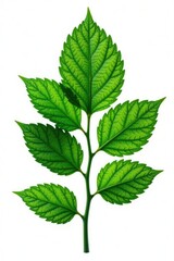 Foliage with intricate veins on white background, foliage isolated, plant life