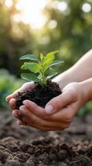 Fototapeta premium Hands holding young plant (1)