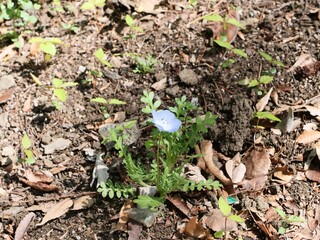 花壇で咲いているネモフィラ