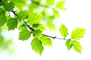 Fresh green leaves on isolated tree branches on white background, greenery, nature