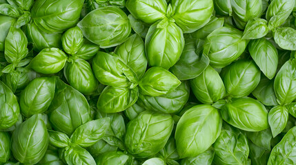 Close Up Of Fresh Basil Leaves