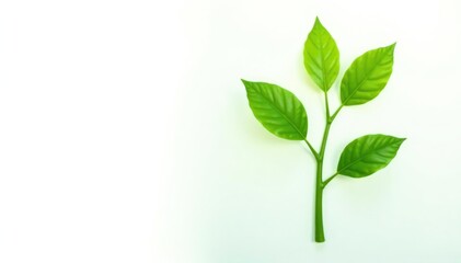 Fototapeta premium Green stem with leaves isolated on white background, plants, foliage, growth