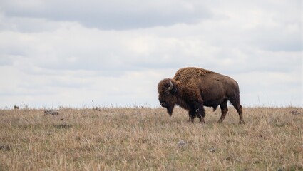 Fototapeta premium Majestic bison grazing on windswept prairie textured fur against vast sky captures untamed beauty of the wild