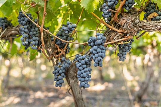 Vid con uvas