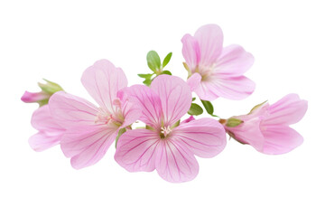 A close-up shot of delicate pink flowers with soft petals gently blooming against a pure white background, highlighting the gentle contrast between the vibrant blossoms