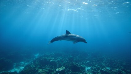 Fototapeta premium Dolphin swimming in clear ocean water under sunlight with colorful marine life Tranquil underwater beauty captured