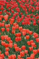 Fototapeta premium The beautiful tulips in spring