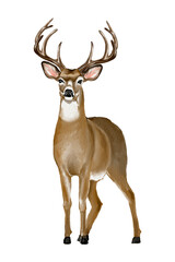 Fototapeta premium deer Hand drawn illustration on a transparent background