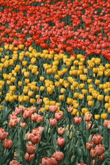 The beautiful tulips  in spring
