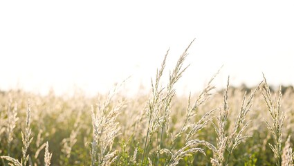 Tranquil meadow of wild grasses under soft sunlight with a minimalist portrayal against a white backdrop
