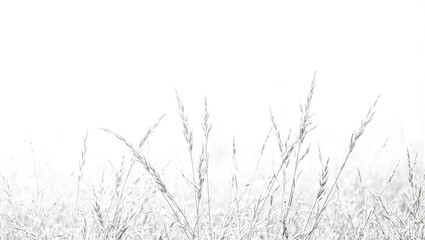 Tranquil field of tall swaying grasses captured in soft focus on a white background Serenity and delicacy beautifully mingled
