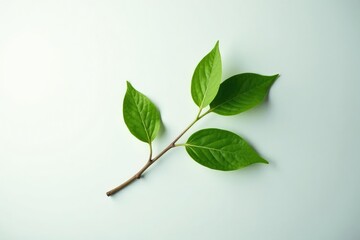 Fototapeta premium Single branch on white surface with subtle gradient, closeup, isolated