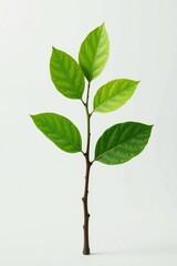 Fototapeta premium Single branch with slight shading isolated on white background, photography, stem