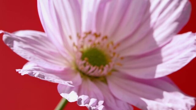 Close-up video of a pink flower against a vibrant red background, capturing delicate petals and details from a side angle for dramatic effect. Live desktop wallpaper.