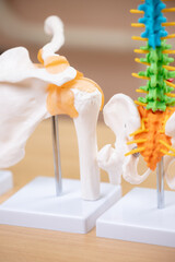 Detailed anatomical model of human hip and spine on display